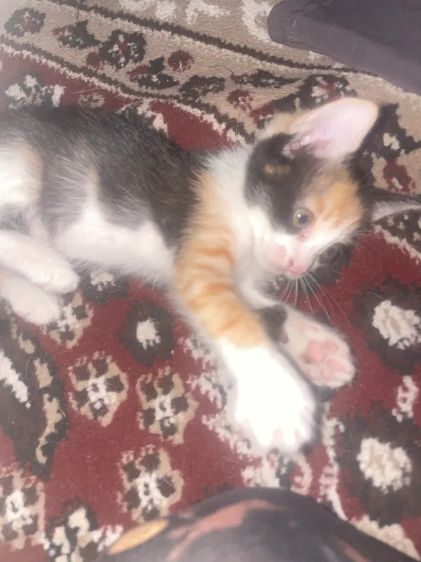 Mushuk