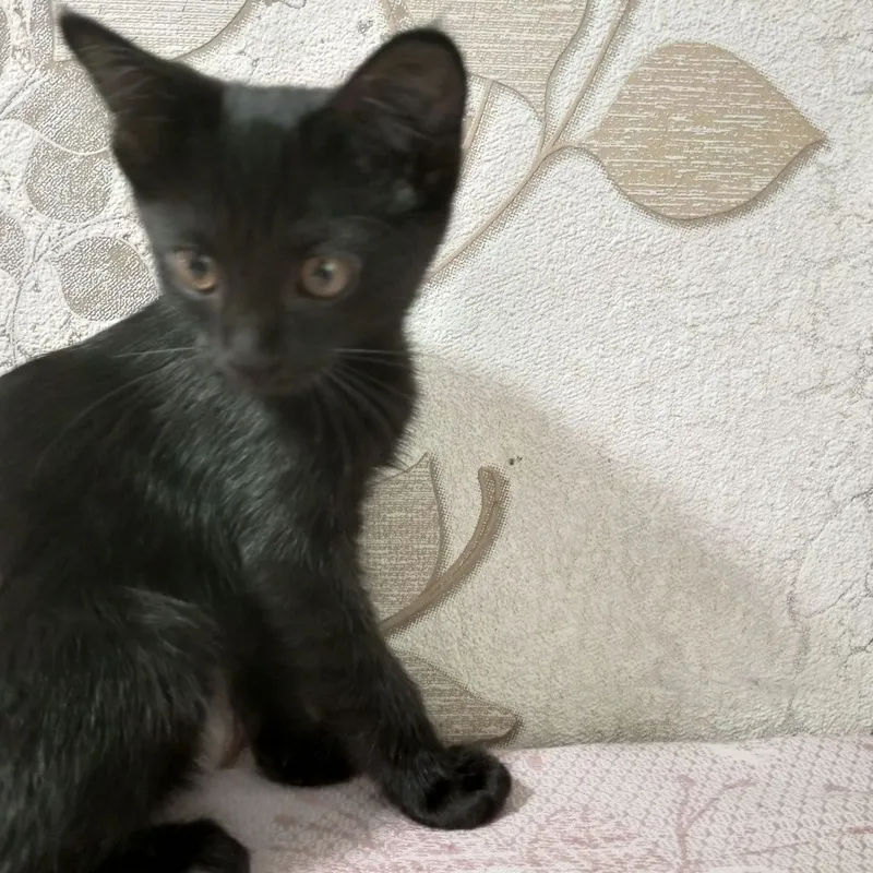 Отдам кошечку в добрые руки. 3 Отдам кошечку в добрые руки. 3