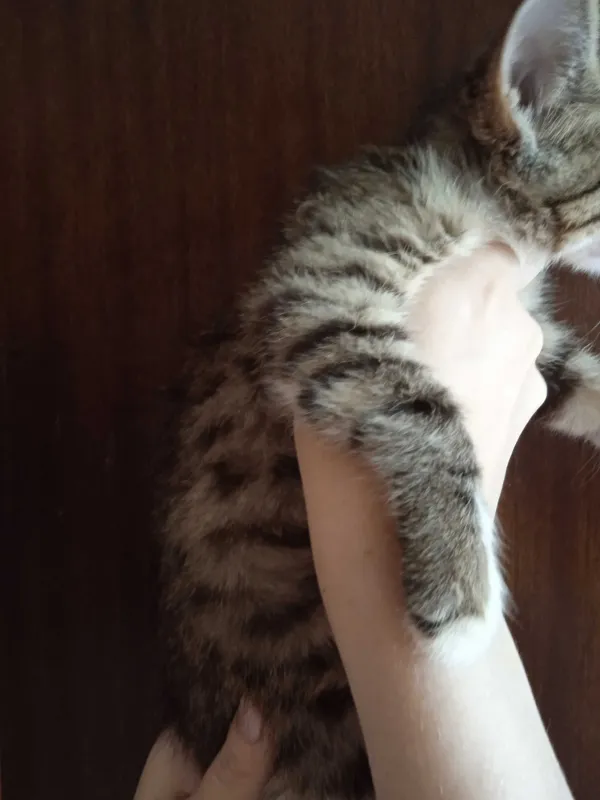 Пушистый котёнок в добрый ручки, девочка 2 с половиной месяца. 3