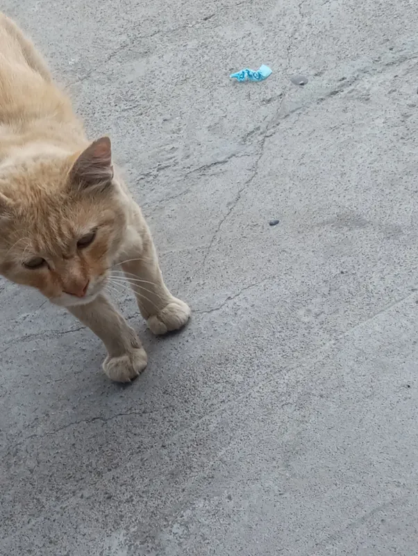 Кошка Кошка
