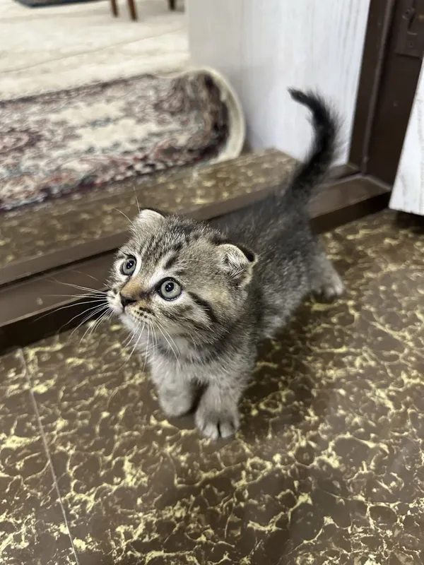 Aqilli uynoqi mehribon mushukchalar 4 Aqilli uynoqi mehribon mushukchalar 4