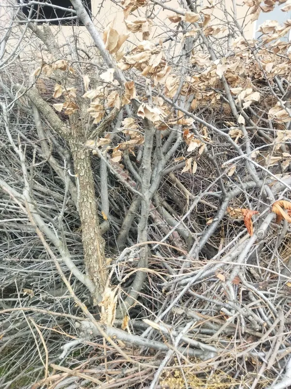 Продаю дрова. — фото 5