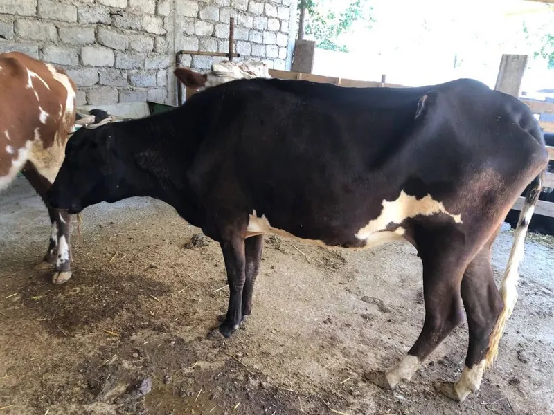 Enagla sotiladi 1 Enagla sotiladi 1