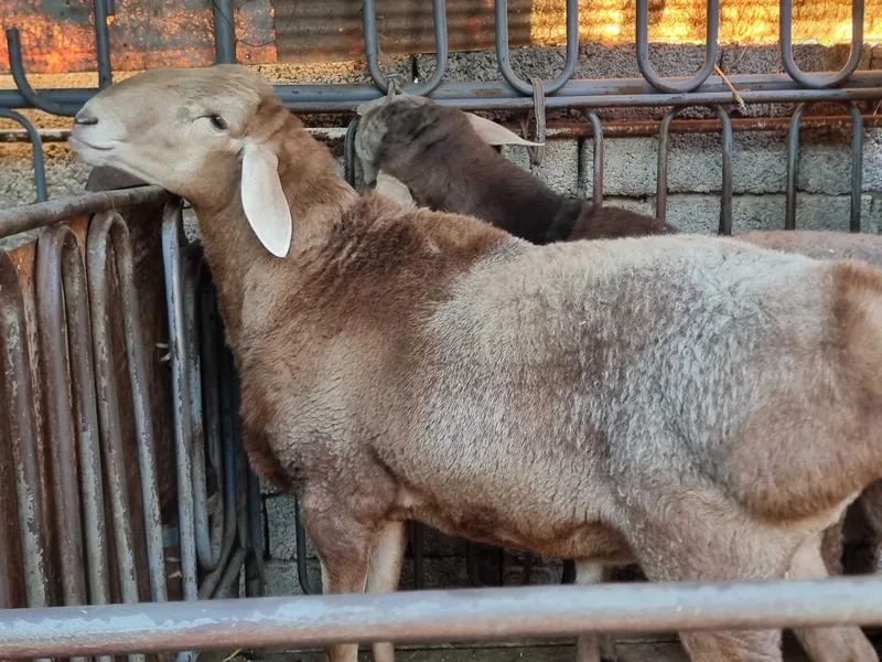 Arashan zotli qo'chqorlar va qo'ylar sotiladi 2 Arashan zotli qo'chqorlar va qo'ylar sotiladi 2
