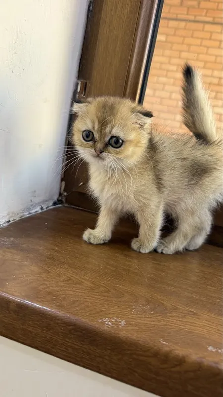 Mushuk bolasi sotiladi 1 Mushuk bolasi sotiladi 1