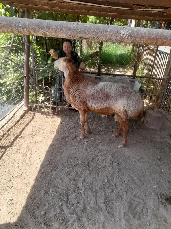 Arashan qochqor sotiladi 1