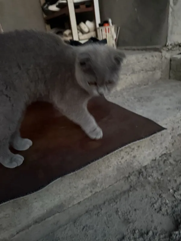 British Shorthair (Britaniskiy)mushuk sotilasi — фото 1