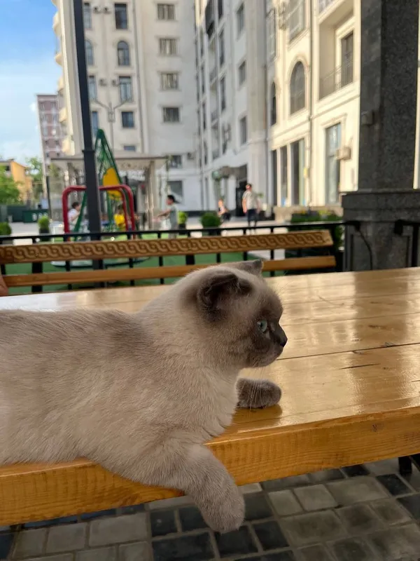 Rechirt Shahrisabz вязка