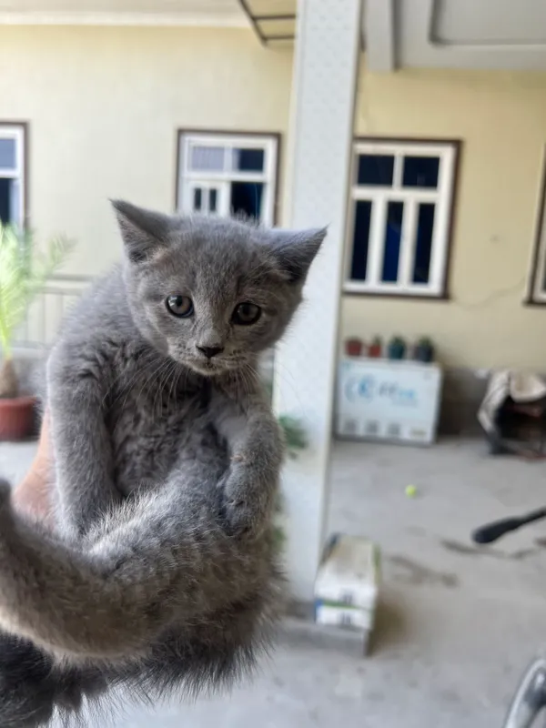 Котята продаются от 500 тысяч 2
