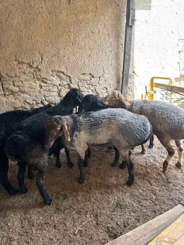 Qo'y qo'chqor anorzor mahallada — фото 2