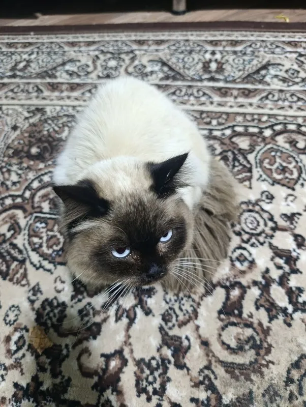 Балинезийской кошка — фото 3
