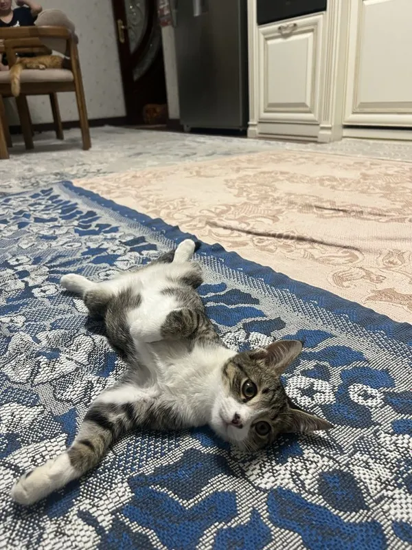 2 мальчика котёнка 4
