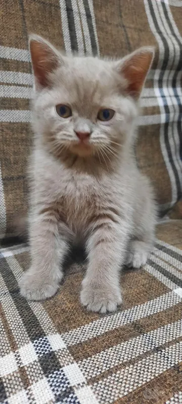 Mushukchalar sotiladi 3
