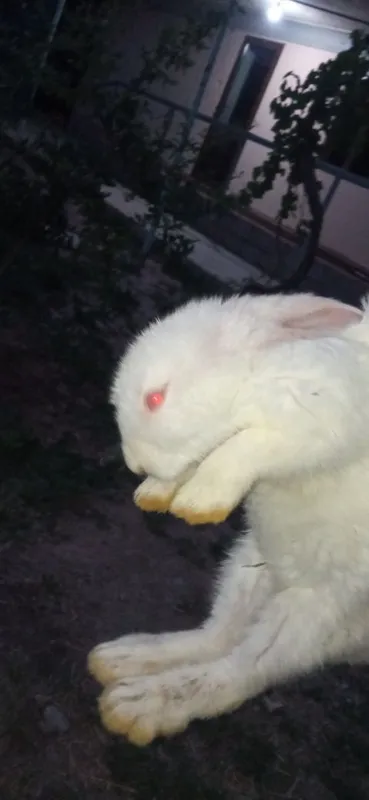 Quyon bolalari 2oylik 4 Quyon bolalari 2oylik 4