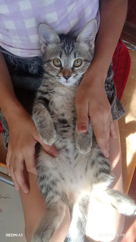 катенок скотиш фолд девочка 2