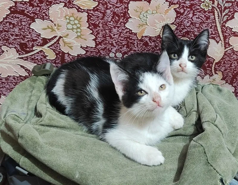 Котята 2 месяца. Мальчики.