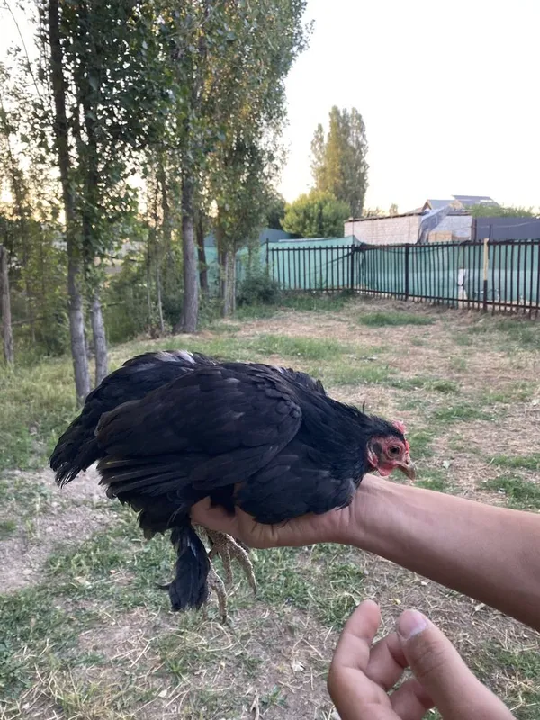 Yapon damashni horoz tovuqla sotiladi — фото 2