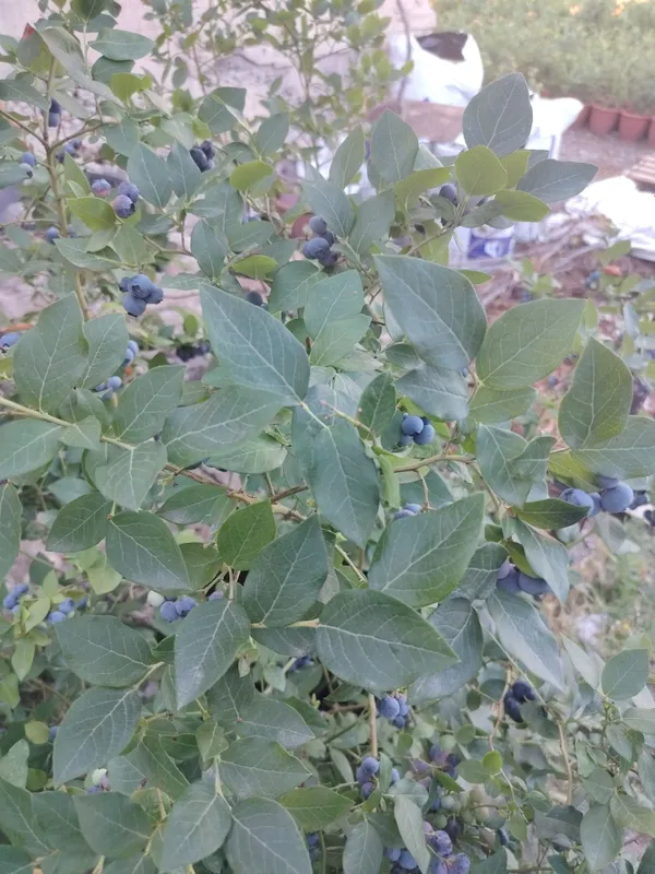 Galubika ko'chatlari belarussiyadan keltirilgan — фото 2