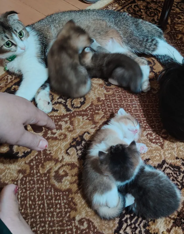 mushuk bolalari bn sotiladi bolacha lar 1 oylık