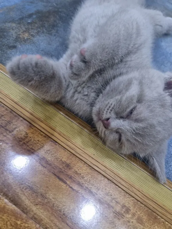 Милые котята ищут любящий дом 8 Милые котята ищут любящий дом 8