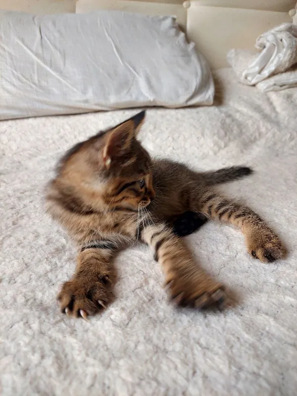 Домашний котенок / Мушук болачаси яхши эгаларига хадяга — фото 3