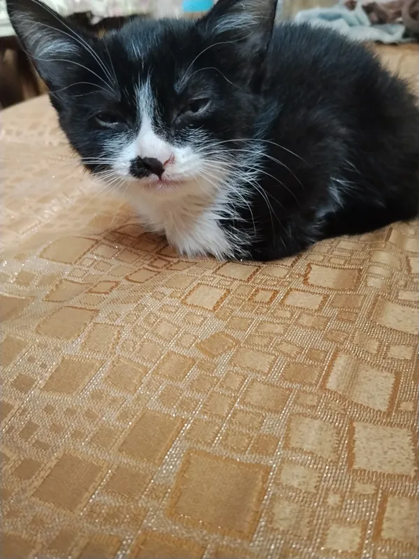 Отдам котёнка в добрые руки 2
