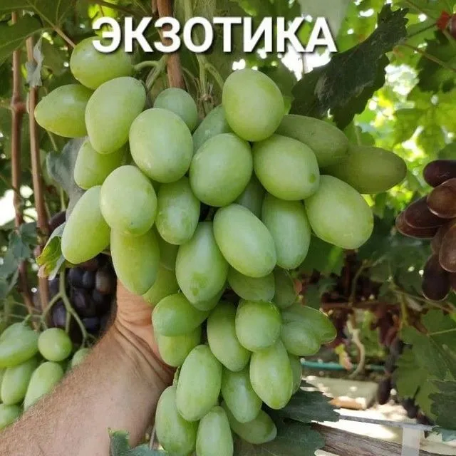 УЗУМ Аватар ламбаржини хелойин алвика велика сакура американски блек — фото 6 УЗУМ Аватар ламбаржини хелойин алвика велика сакура американски блек — фото 6