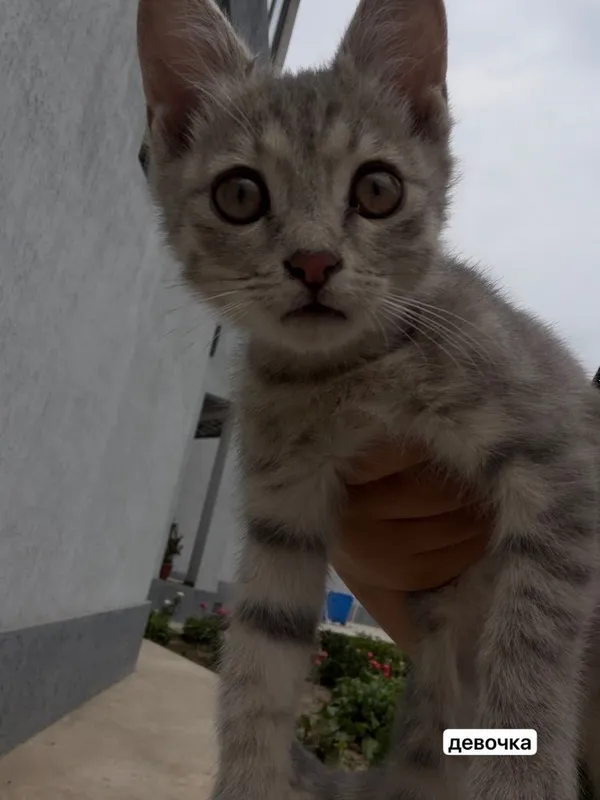 Отдам котят с дальнейшим отслеживанием 1