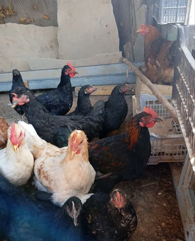 Продаются куры и петухи 6
