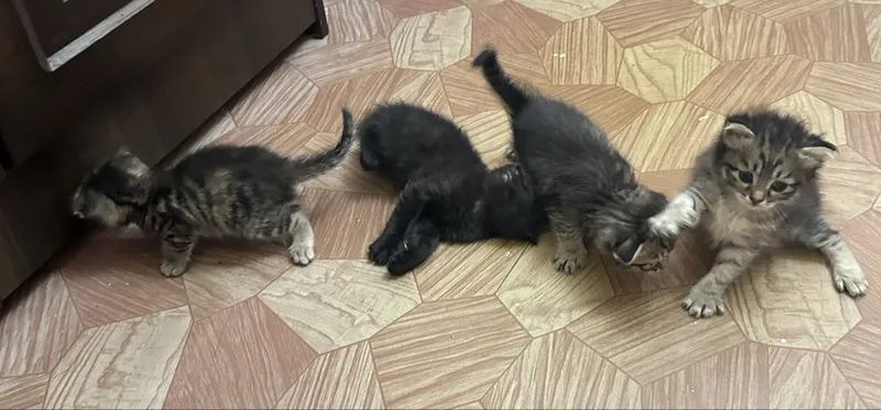 Этим котятам сегодня ровно 1 месяц 4 Этим котятам сегодня ровно 1 месяц 4