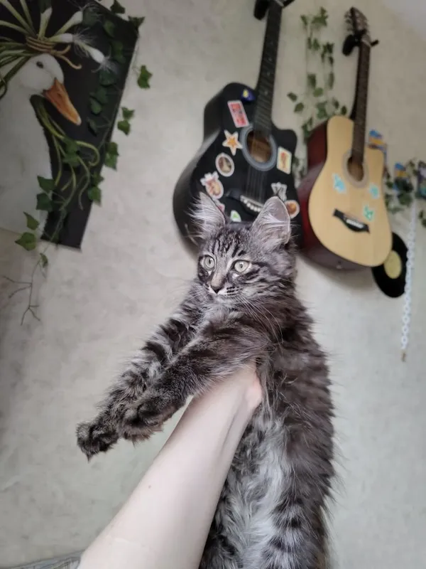 Котенок бесплатно в добрые руки 2 Котенок бесплатно в добрые руки 2