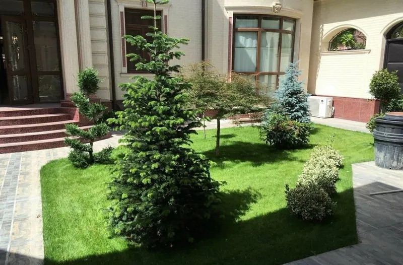 Archa kesish | Bogbonlik xizmati 4 Archa kesish | Bogbonlik xizmati 4