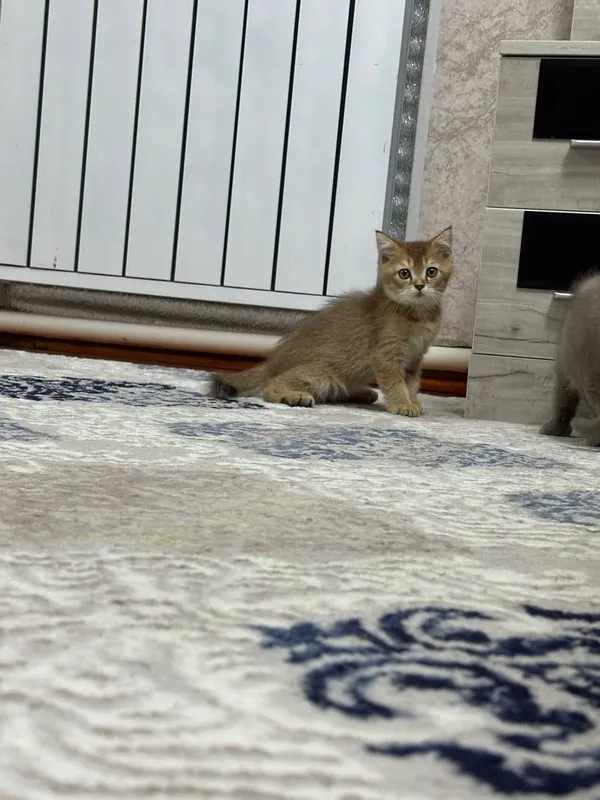 Очаровательные котята ищут дом 4 Очаровательные котята ищут дом 4