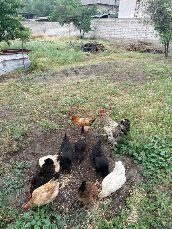 11 ta tovuq va bitta xoʻroz. bitta tovuq kurk bogan — фото 6