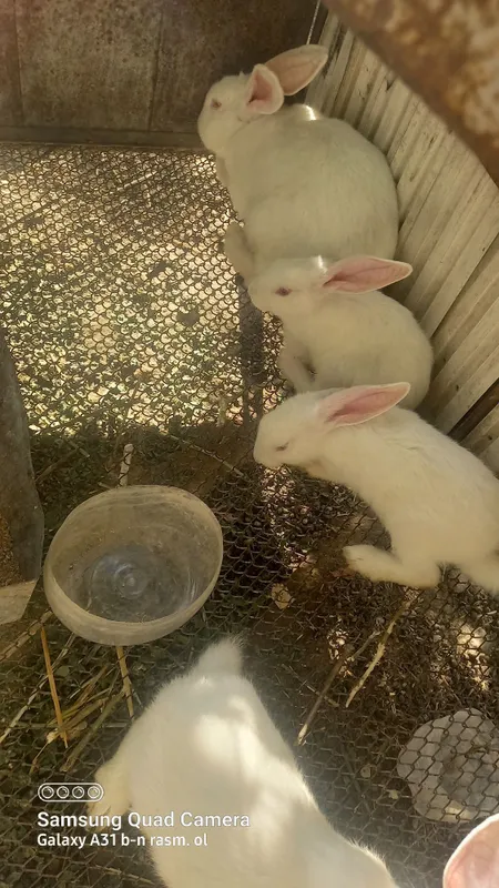 Turfa xil zotdagi quyonlar sotiladi 1