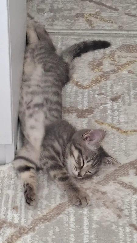 Котёнок в добрые руки — фото 1