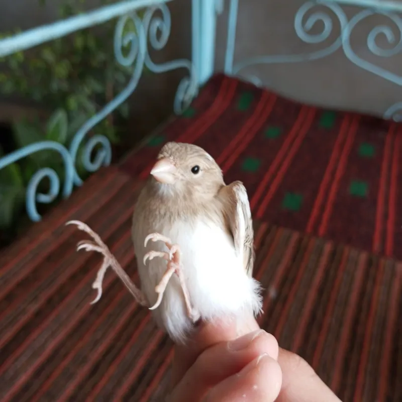 kanareka nar kanareka nar