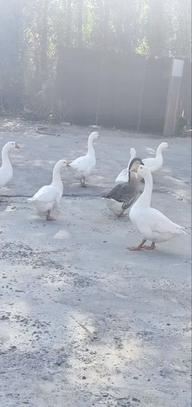 7 dona g‘oz sotiladi 3