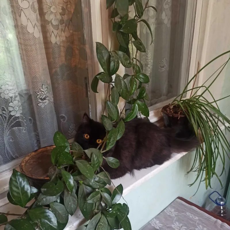 Кошечка в добрые руки — фото 2