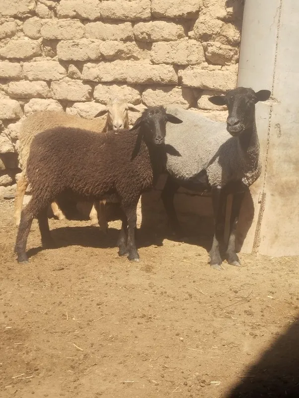Sutdan chiqqan egiz qoʻzilar sotiladi — фото 2