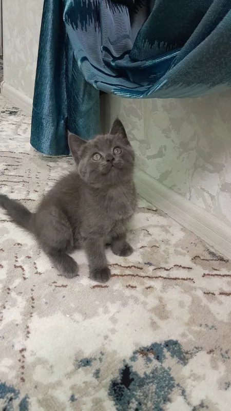 продаётся котёнки 3 продаётся котёнки 3