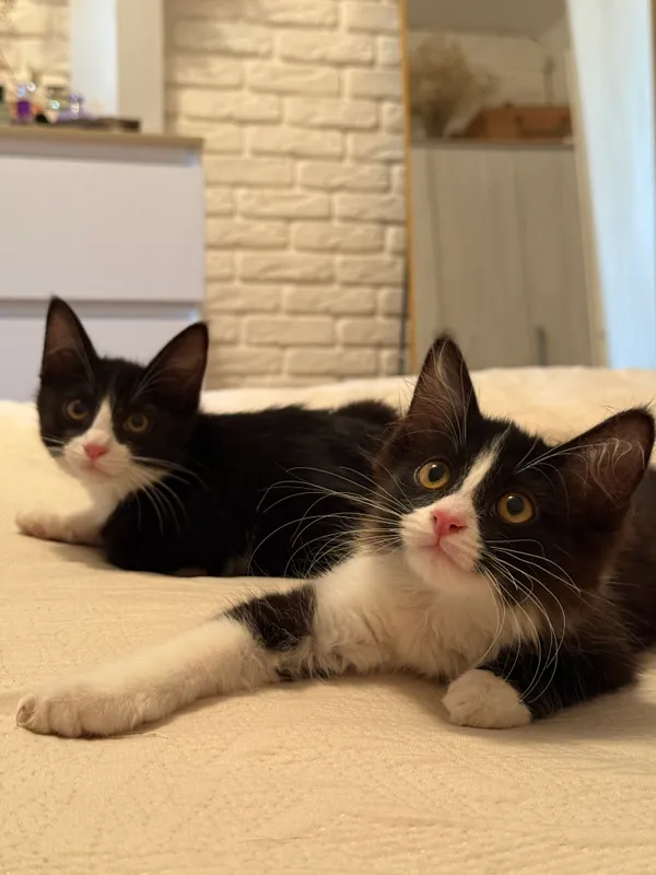Котята в добрые руки! 1