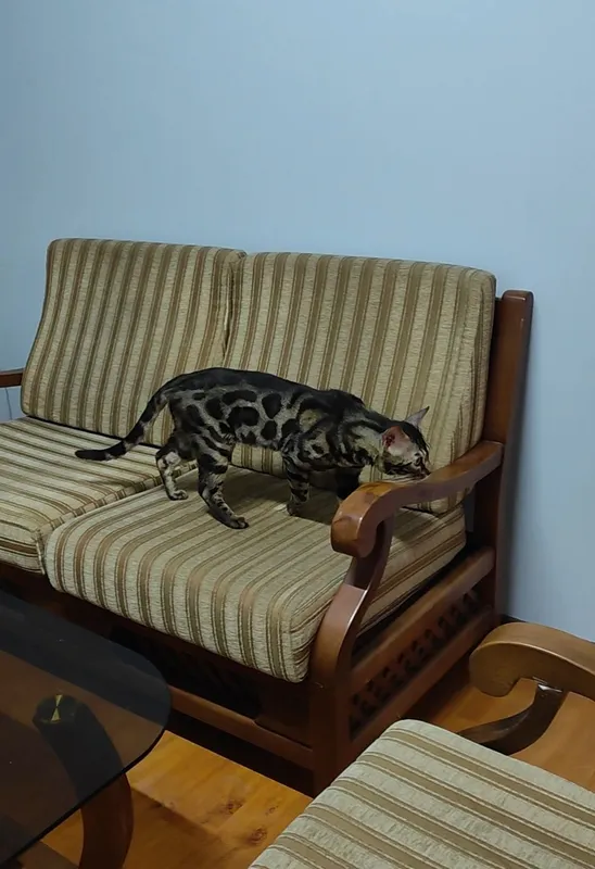 Nasldor bengal mushugi nasl oldirish uchun 3 Nasldor bengal mushugi nasl oldirish uchun 3