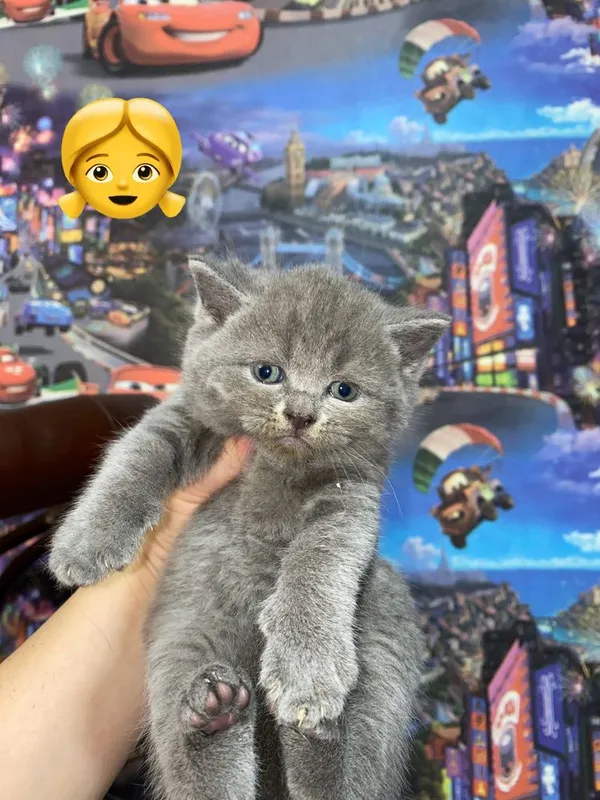 Шотладнские котята 5 Шотладнские котята 5