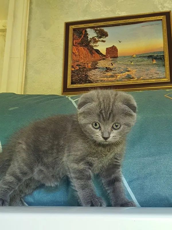 Скотиш фолд; девочка 5