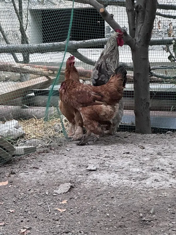 Tovuqlar va maxsus yasalgan katak kalitkasi sotiladi. 2