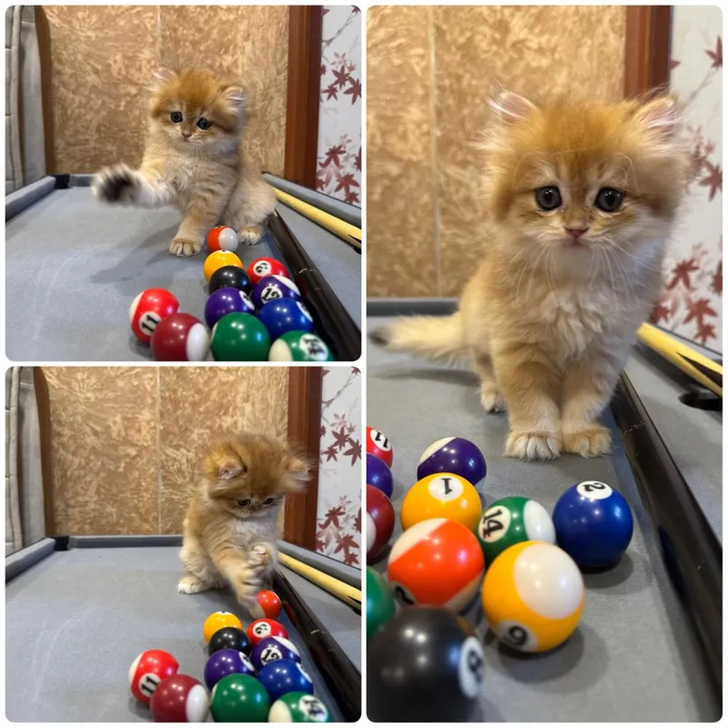 Продаются котята скотиш фолд
