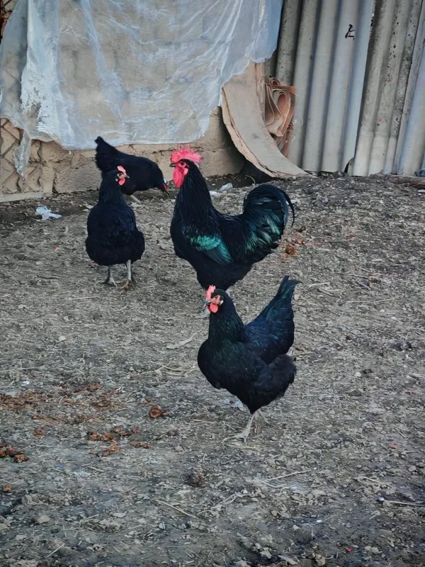 Qora shag'zoda va Astiralop ruminya zodliy tovuq Xorozlarimiz sotiladi — фото 2