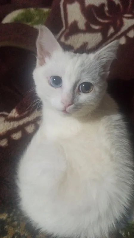 Turetskiy Angora ikki xil ko'z qiz bola sotiladi 3 Turetskiy Angora ikki xil ko'z qiz bola sotiladi 3