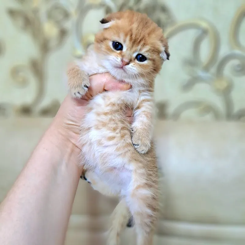 Котёнок от правильной вязки 3